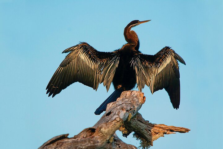 Bundala National Park Safari from Balapitiya - Photo 1 of 6